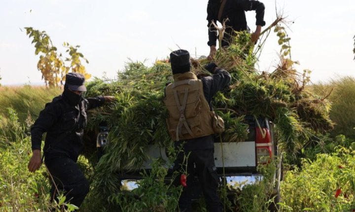 مكافحة المخدرات تضبط مزرعة “قنب” في منطقة السفيرة بريف حلب