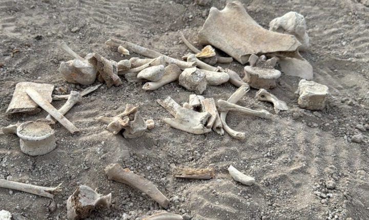 العثور على مقبرة جماعية شرقي مدينة دوما بريف دمشق