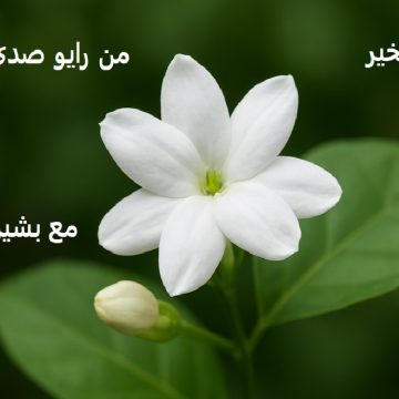 صباح الخير من صدى الفرات – إعداد و تقديم بشير الصالح – الغربة