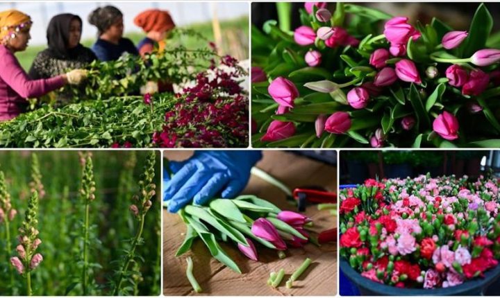 في فترة “عيد الحب”.. قطاع الزهور التركي ينشد صادرات بـ10 ملايين دولار