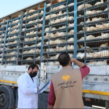بدء إدخال شحنات الدجاج الحي عبر منفذ الراعي بريف حلب