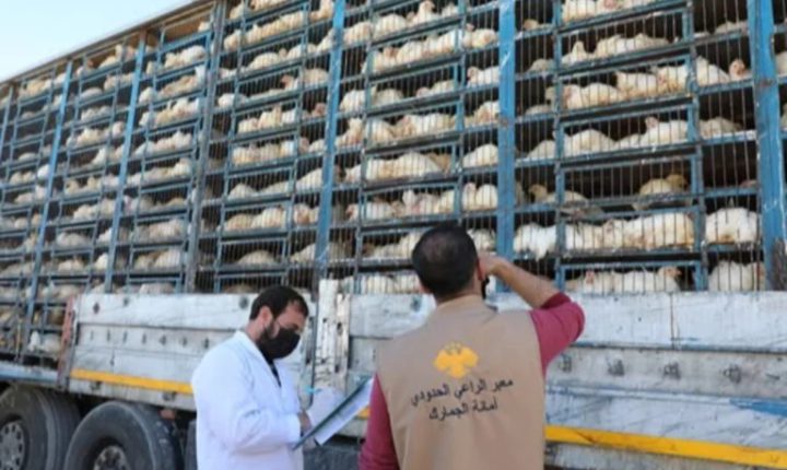 بدء إدخال شحنات الدجاج الحي عبر منفذ الراعي بريف حلب