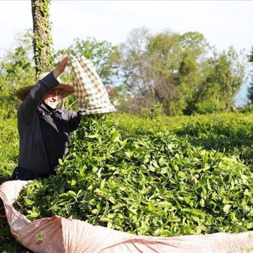 صادرات الشاي التركي تتجاوز 34 مليون دولار في 3 أشهر