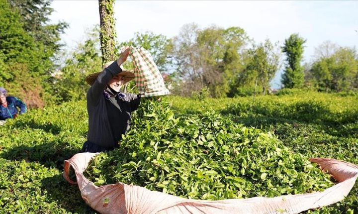 صادرات الشاي التركي تتجاوز 34 مليون دولار في 3 أشهر