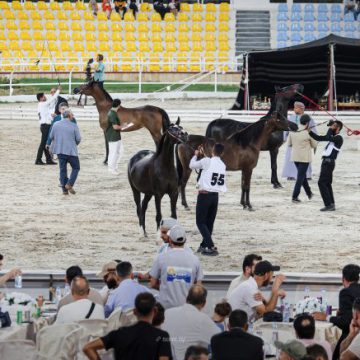بطولة جمال الخيول العربية الأصيلة تختتم منافساتها في دمشق بمسابقة الخيول العربية المسجلة