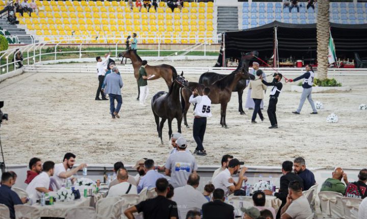 بطولة جمال الخيول العربية الأصيلة تختتم منافساتها في دمشق بمسابقة الخيول العربية المسجلة